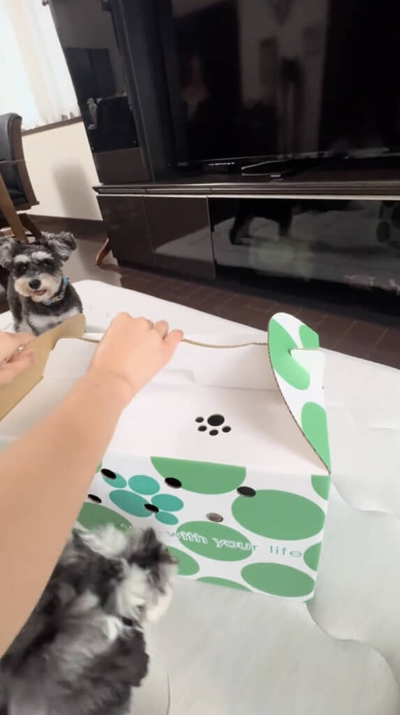 箱の中に興味津々