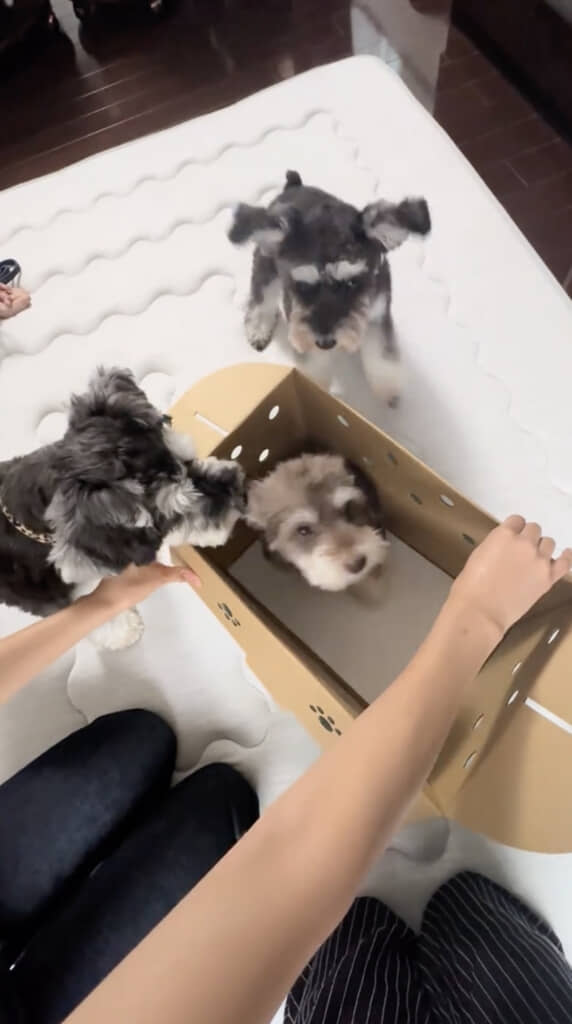 子犬との初対面にびっくり！