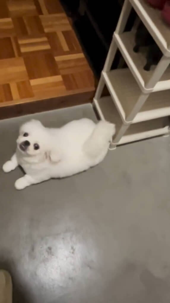 静かにシューズラックから出てくる獅子丸くん