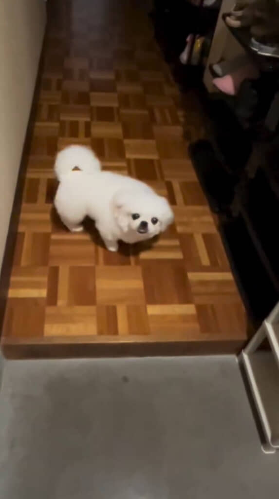 尻尾を振ってうれしそうです