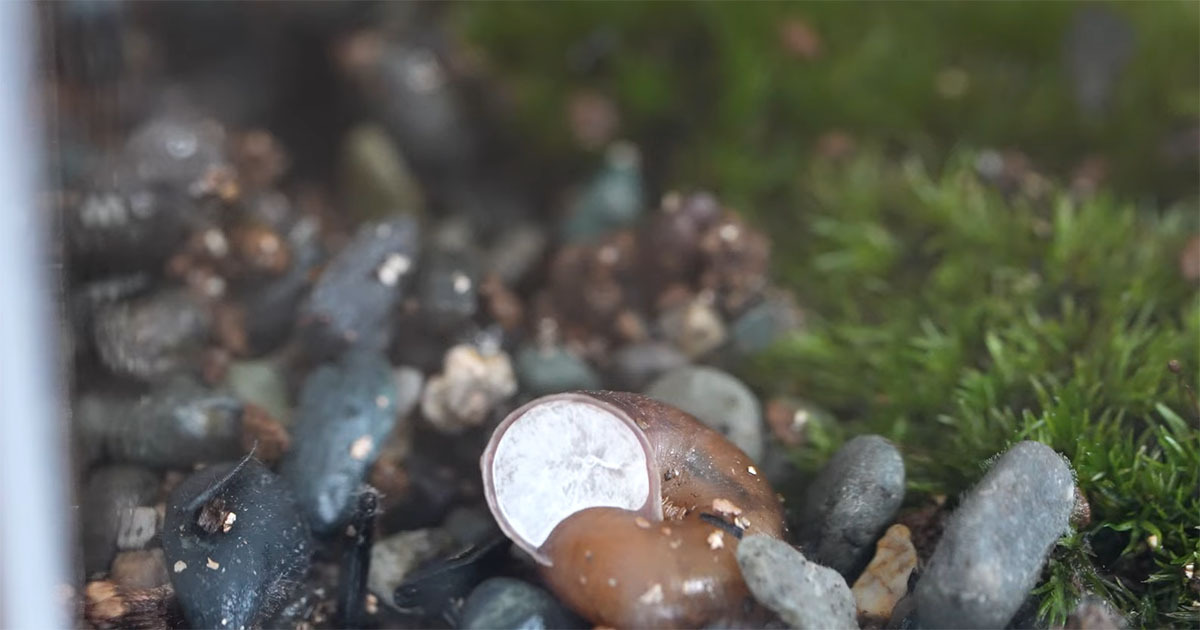 仕入れた植物に紛れ込んでいた“ちいさな命”→箱の中で愛情たっぷりに育てたら……　「めちゃくちゃすごい！」「感動」（1/3） | その他生き物 ねとらぼ