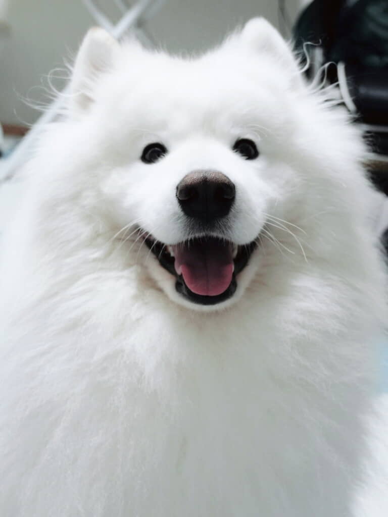 ダッツくんのすてきスマイル