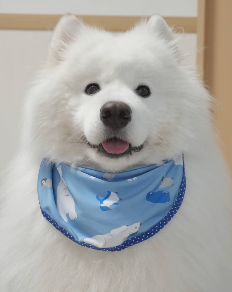 バブちゃんショットも