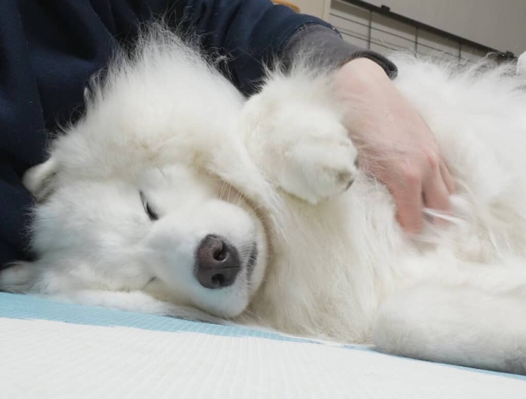 サロンでシャンプーしてもらった日