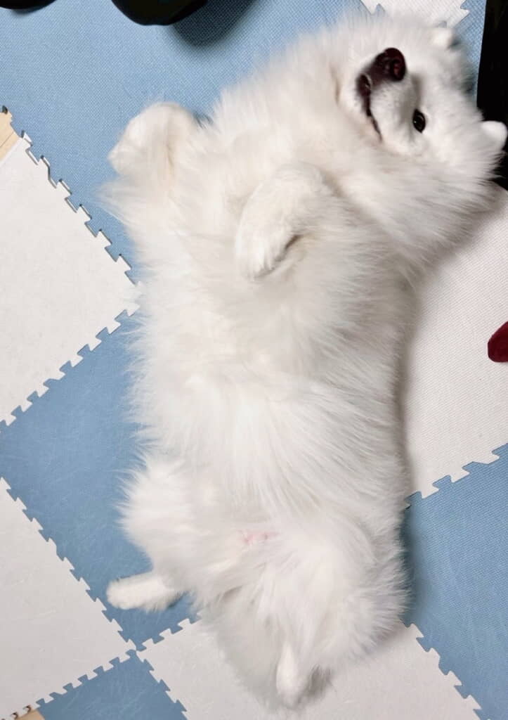 かわいさが限界突破