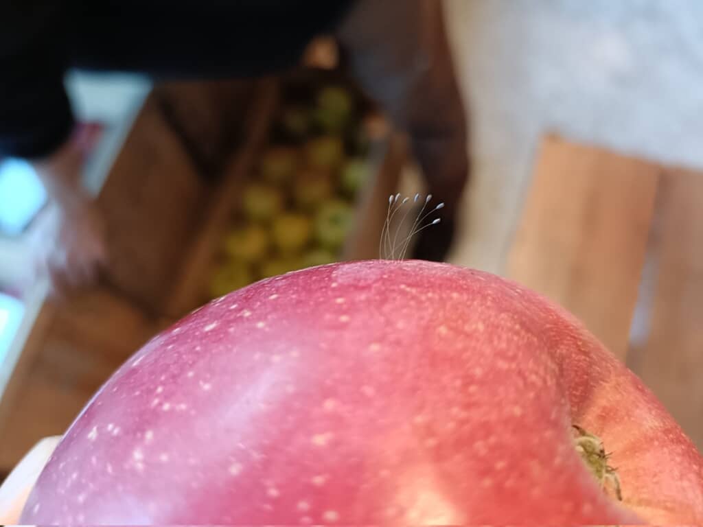 リンゴの表面に付着していたクサカゲロウの卵と思われる物体