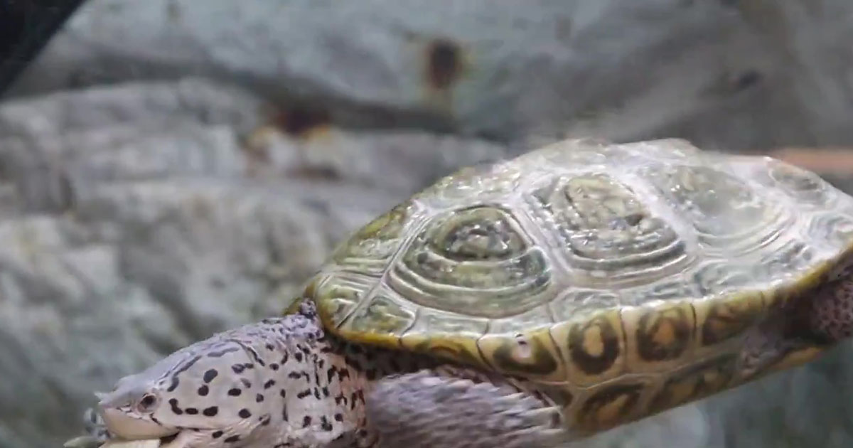 スイスイ泳ぐカメがくわえていた“意外なもの”→直後の行動に「初めて見るかも」「全く知りませんでした」（1/3） | その他生き物 ねとらぼ