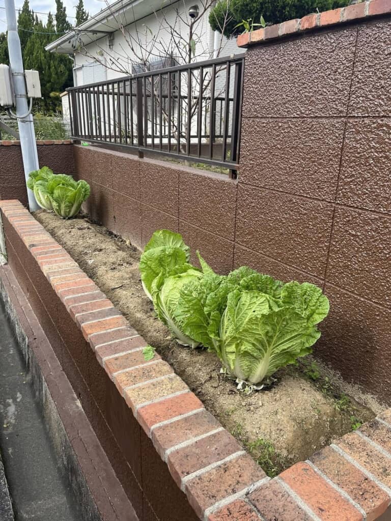 白菜の家庭菜園！