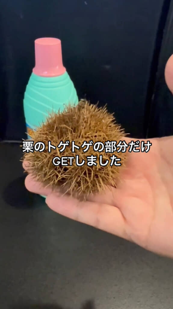 栗のイガを漂白剤でクリーニングする