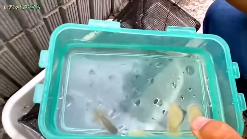 金魚3匹を飼うことに