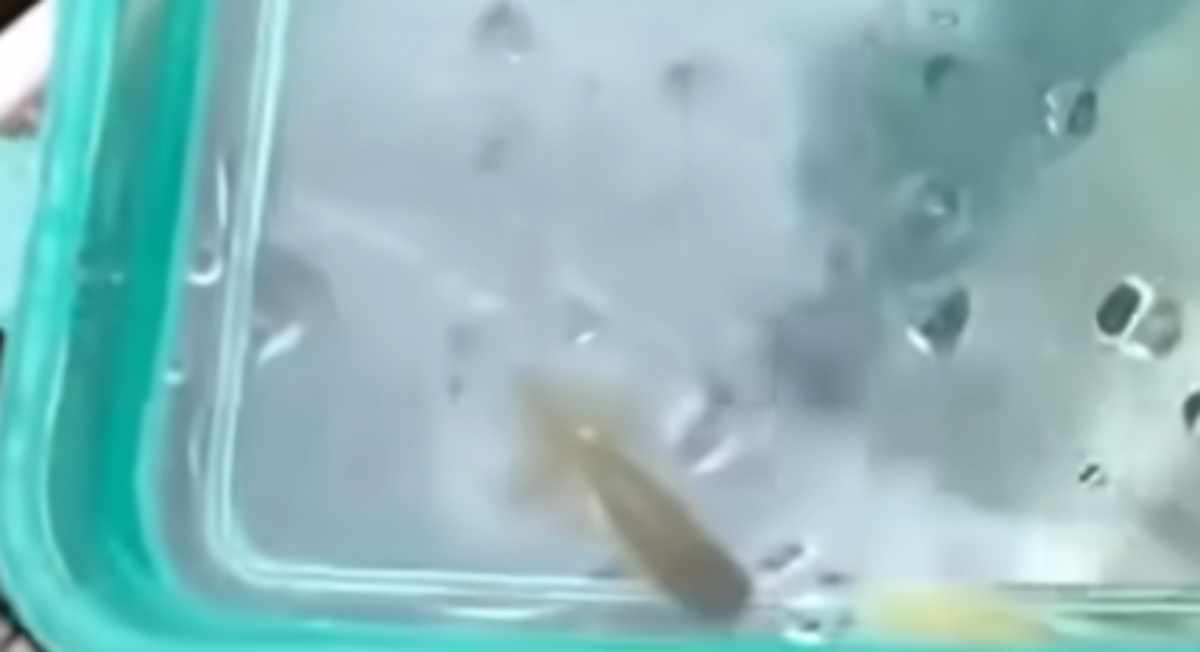 川で保護した小さな金魚、1週間後……　驚く変化に「何とまあ」「こんなに姿が変わっていくものなんですね！！」（1/3） | その他生き物 ねとらぼ