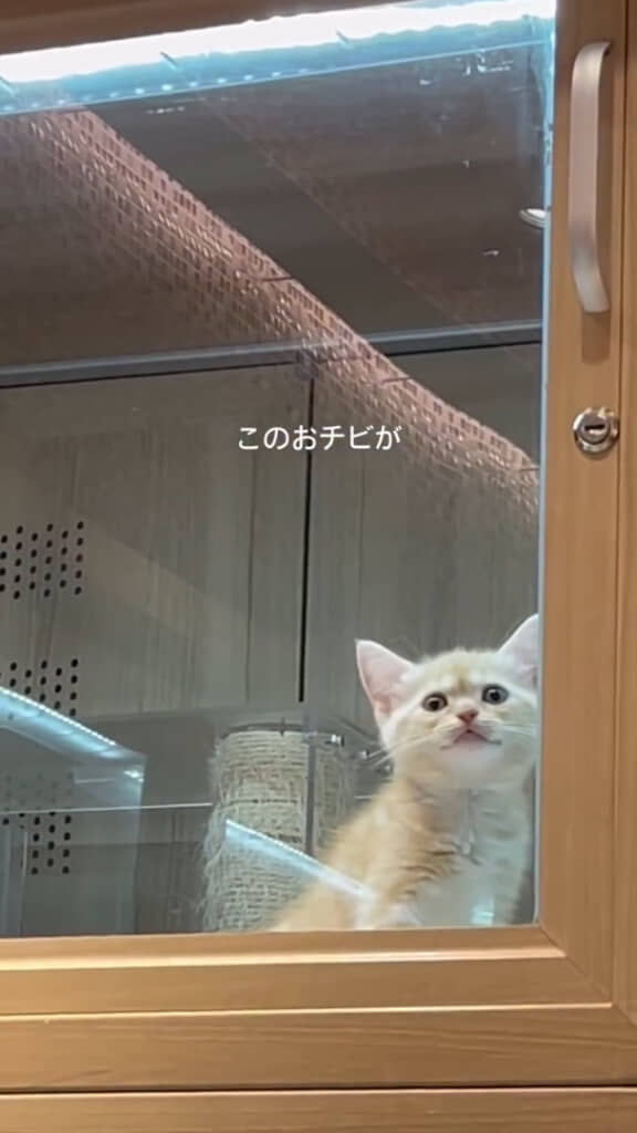 飼い主さんと出会った子猫時代のとろろちゃん