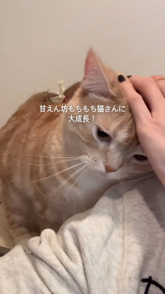 寄り添って甘えてくれる猫ちゃんに成長！