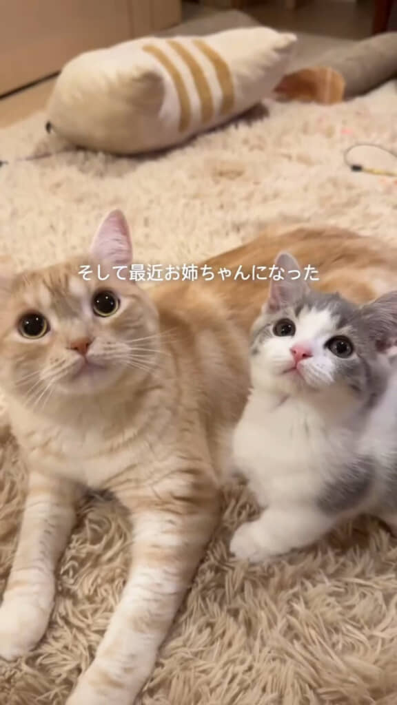 2歳になった現在は、生後約9カ月のおそばくんのお姉ちゃんに！