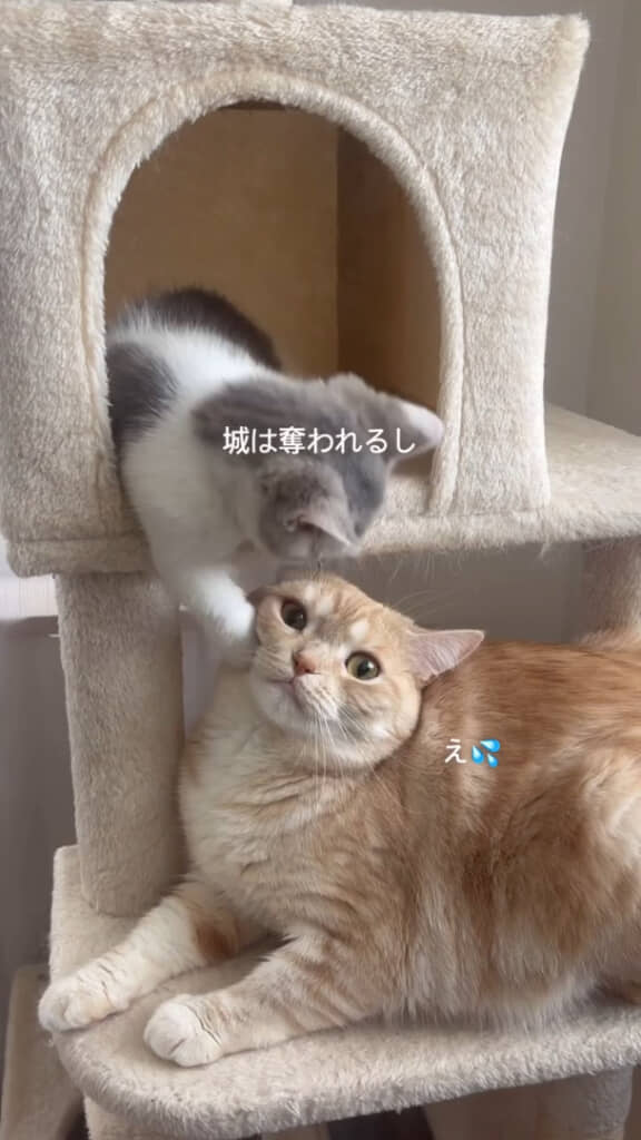 新入りにちょっかいをかけられて困った表情になることも