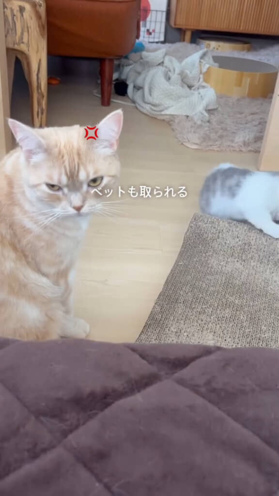 ベッドをおそばくんに取られて不満げなとろろちゃん