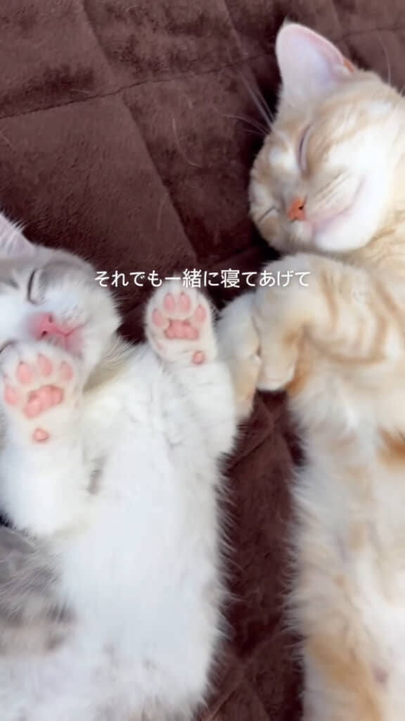 すっかり“とろろお姉ちゃん”です