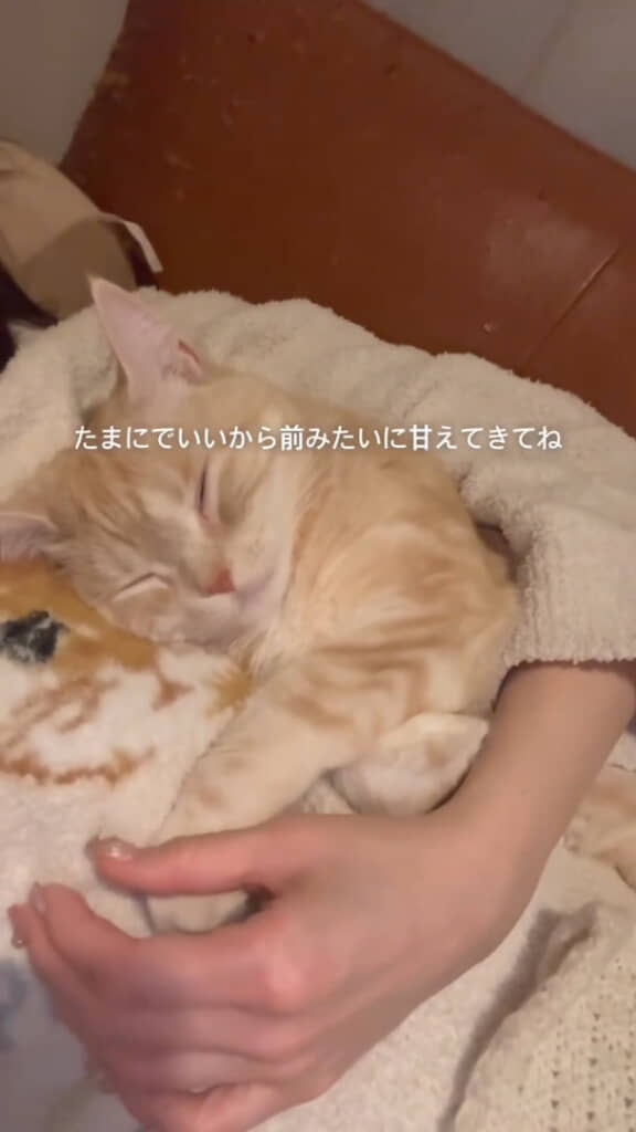 お姉ちゃんになってもたまには甘えてほしい飼い主さんの気持ちに共感します