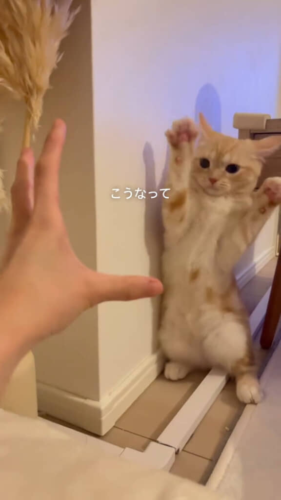 飼い主さんの“手のひら”とじゃれ合う姿がかわいいです
