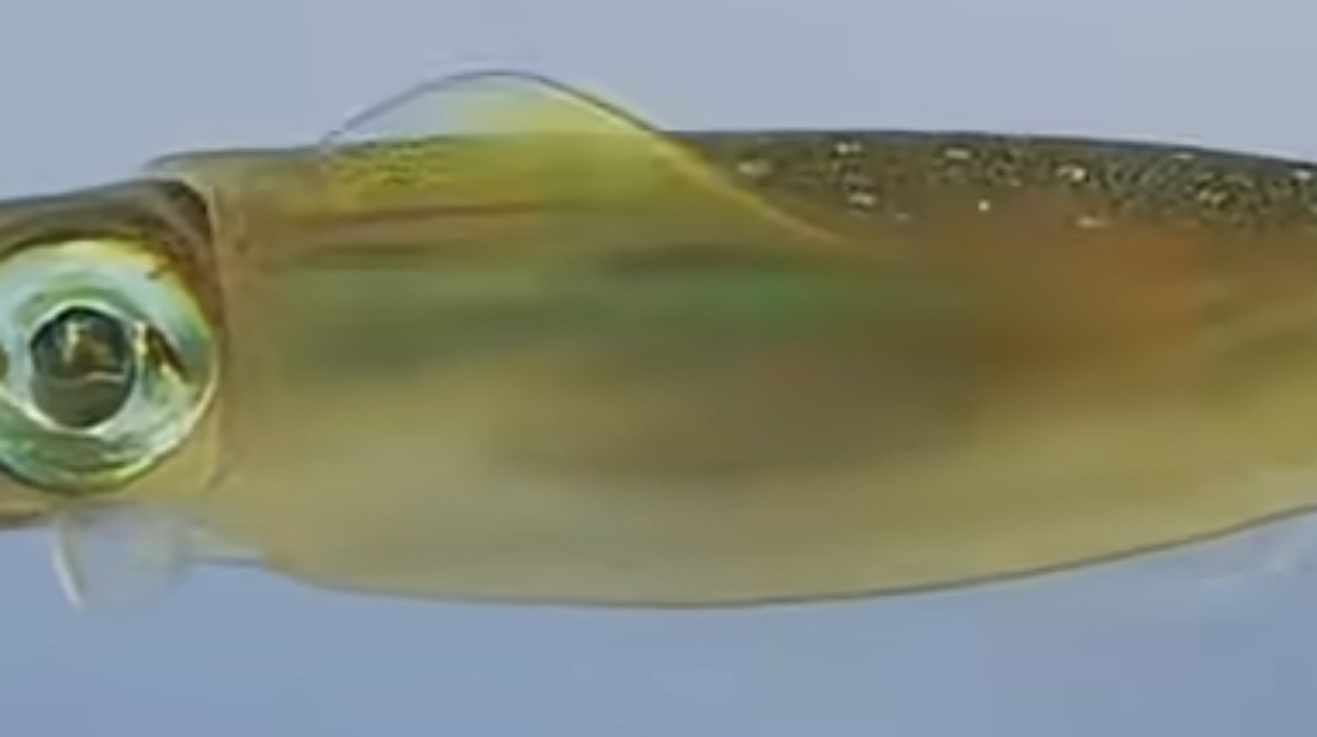 釣ったイカを水槽に入れたら……「宇宙船のよう」「マジであつ森」　思わず二度見する意外な姿に「凄いな」（1/3） | その他生き物 ねとらぼ