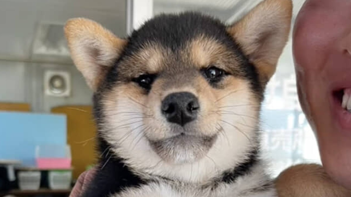 出会ったときは“黒柴”だった愛犬→数カ月後……「そんなんあるの!?」　“予想外の変化”に「初めて知りました」「唯一無二って感じ」（1/2） | 犬 ねとらぼ