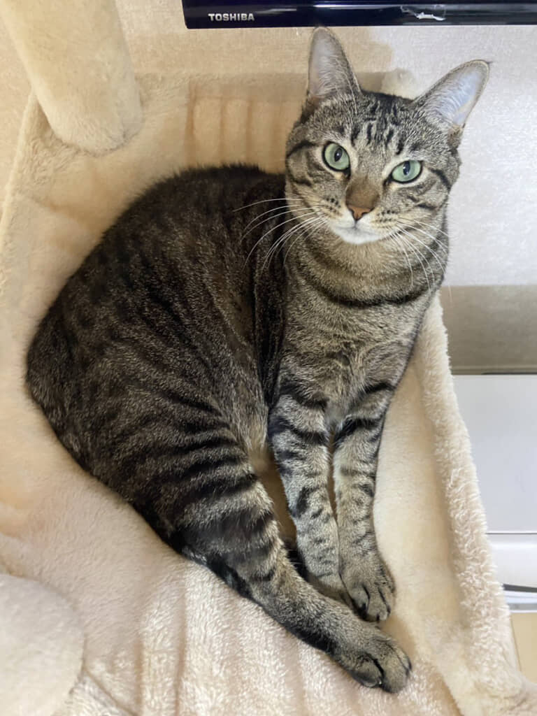 こちらは茨城県すぎる猫。見比べるともう茨城にしか見えない