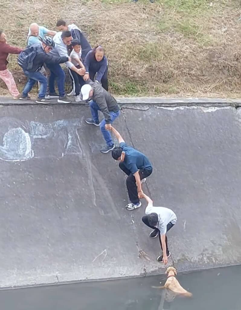 人間の鎖で犬を救助