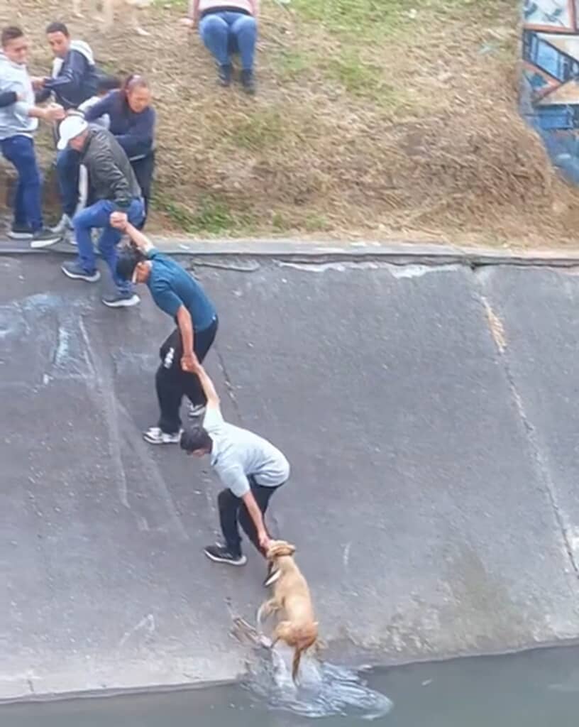 人間の鎖で犬を救助