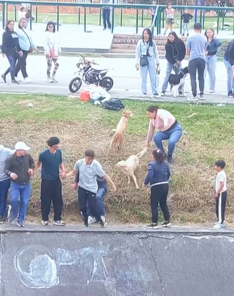 人間の鎖で犬を救助