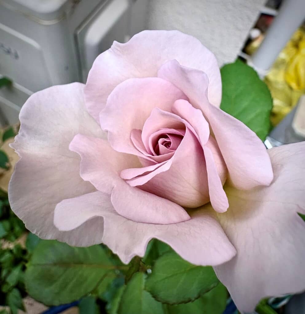 2年後に再び花を咲かせました