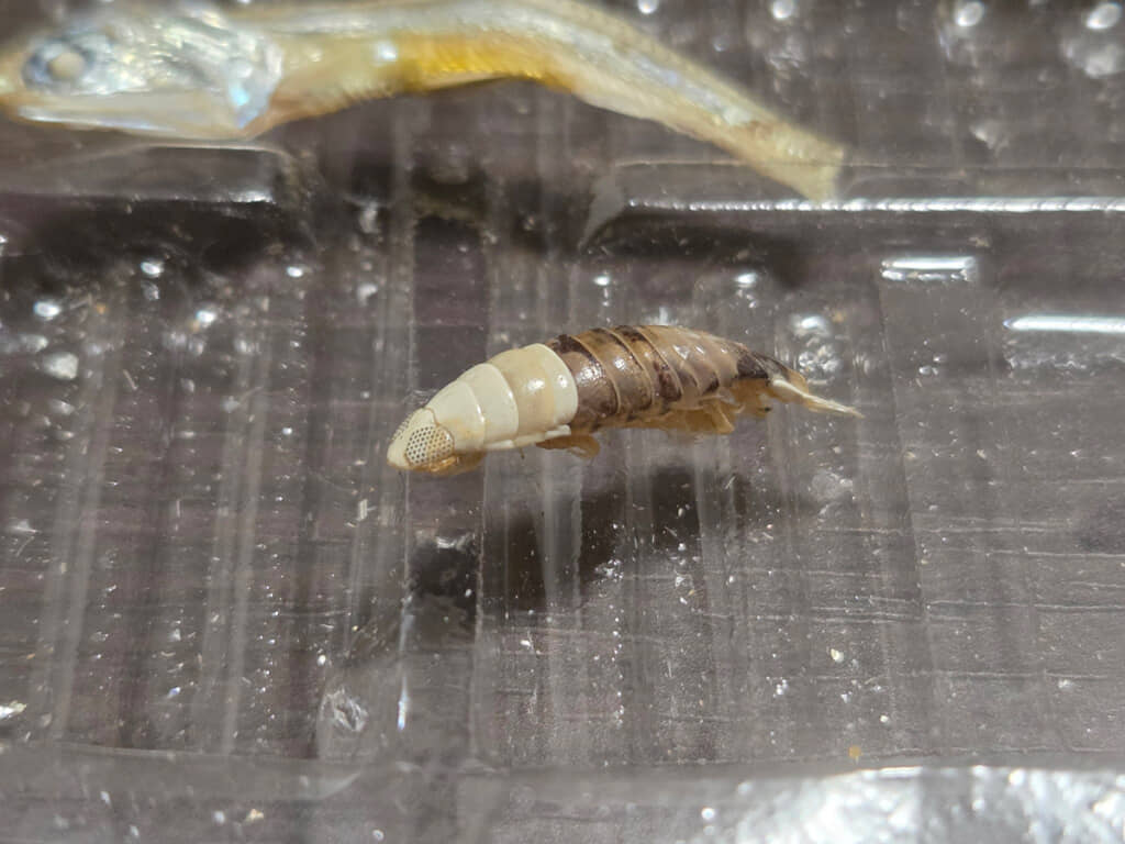 エビでもカニでもない生き物