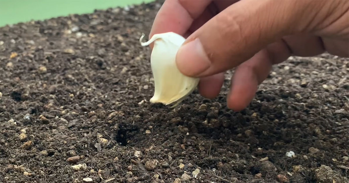 ニンニクを土に埋めて230日→引っこ抜いたら“まさかの姿”に 「すげー！」「やばい！」「やってみたい」（1/3） | その他生き物 ねとらぼ