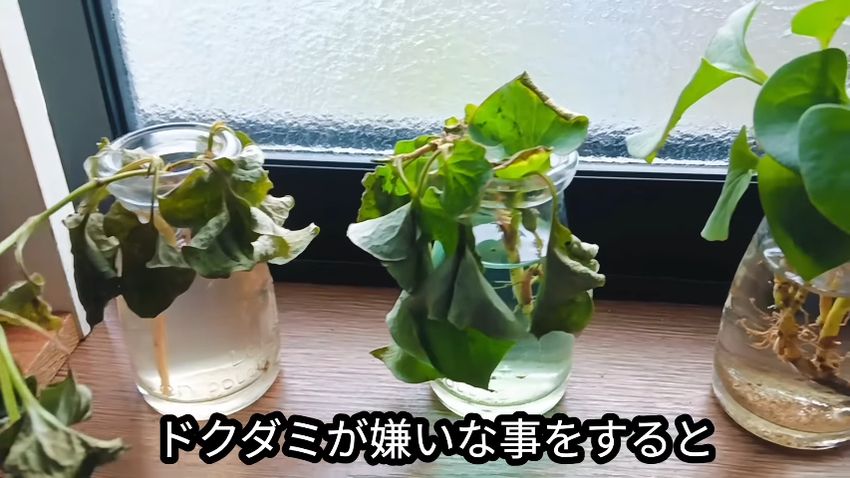 花瓶の中でしおれたドクダミ