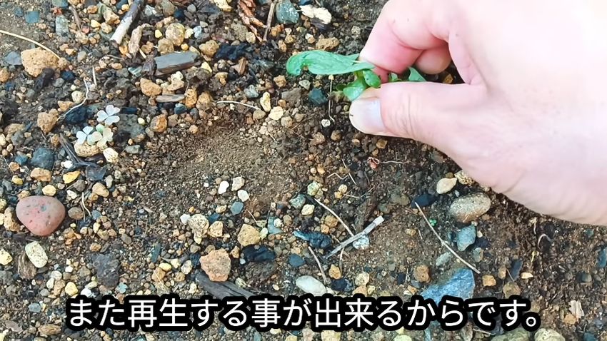 固い土から引き抜こうとすると根が残る