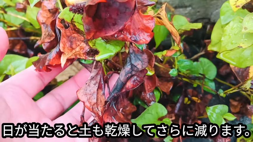 強い日差しにさらされて葉焼けを起こしたドクダミ