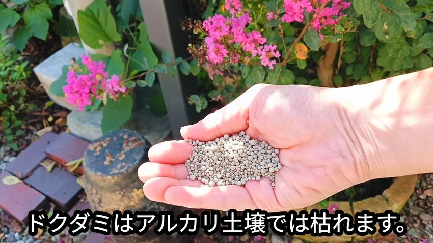 アルカリ土壌に近づけるため使う石灰