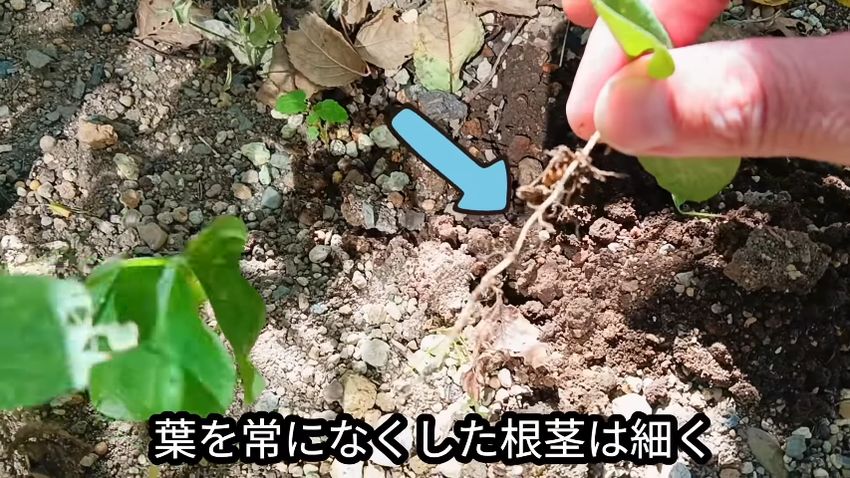 葉を取られ続けて細くなったドクダミの根