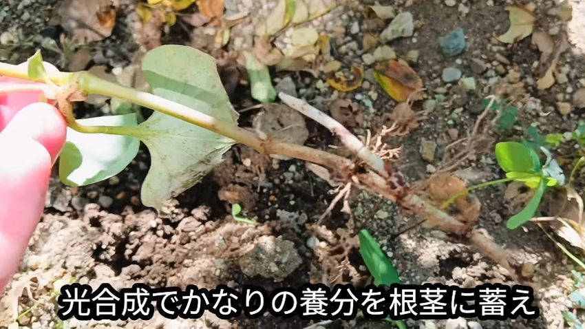 栄養分を蓄えて太くなったドクダミの根