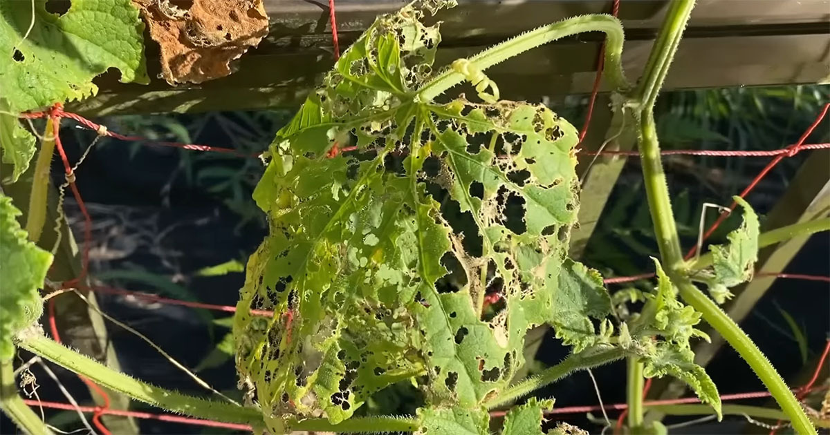 虫に食べられた“瀕死のキュウリ苗”→カットして水に挿したら……　2カ月後の“結末”に「知りませんでした！」（1/3） | その他生き物 ねとらぼ