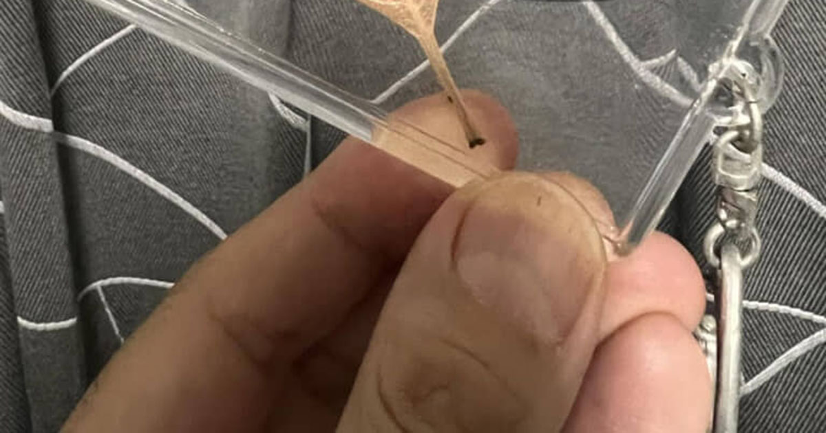 ディズニーでキャストに呼び止められた男性→渡されたのは……「なんすかこれぇぇ!!」「さすがディズニー」「初めて見ました」（1/2） | ディズニー ねとらぼ