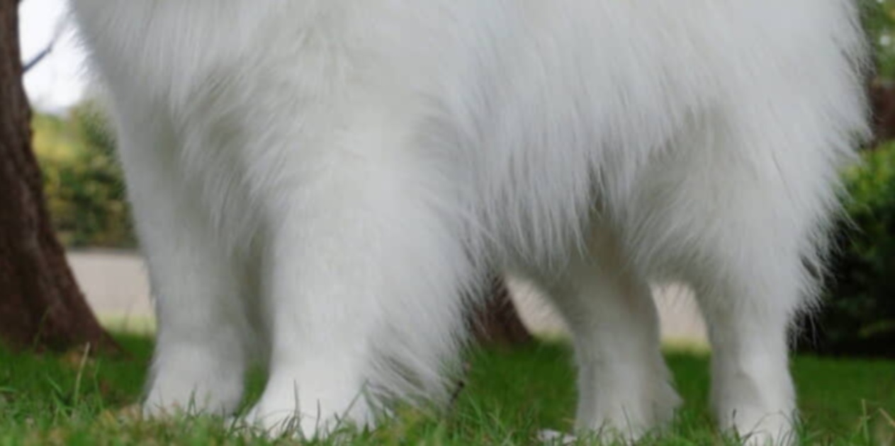 散歩中、おじいさんにいきなり「素晴らしい！拍手！」と言われた大型犬　驚きの姿に　「あ！あっ！あぁぁぁー」「拝みたくなる」（1/3） | 犬 ねとらぼ