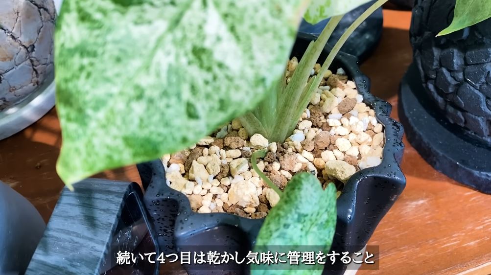 乾かし気味に管理すること