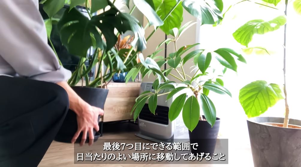 できる範囲で鉢を日当たりの良い場所に移動させること