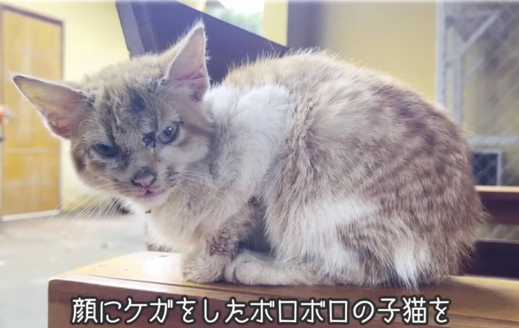庭で出会った、キズだらけの子猫