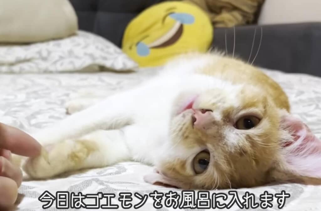 だいぶ元気になり、初のお風呂に挑戦