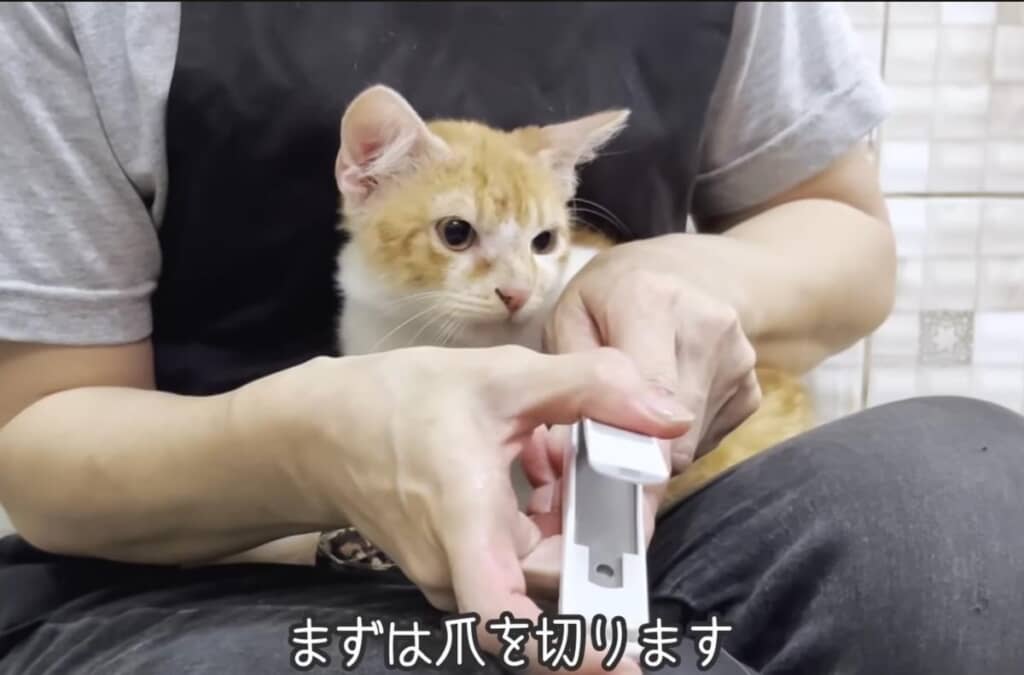 お利口に爪切り