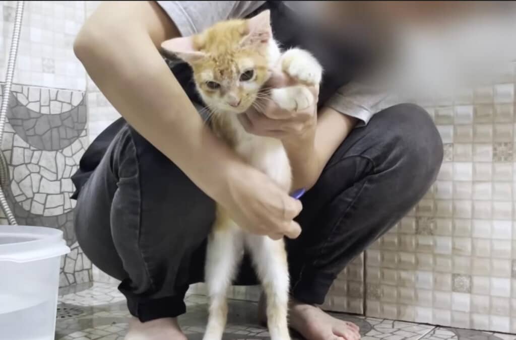 クシを通すとノミを発見