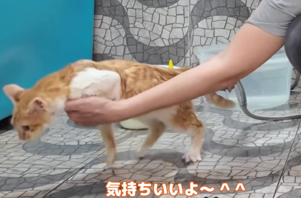 ビビって逃げようとします