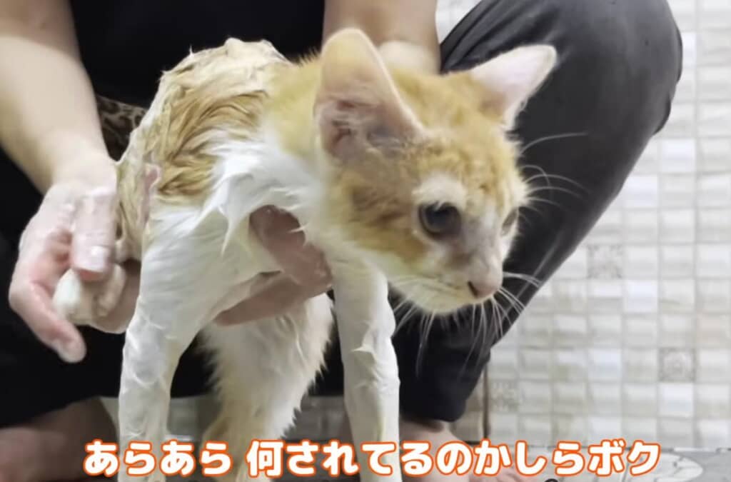 ママさんの手際のよさにキョトン顔