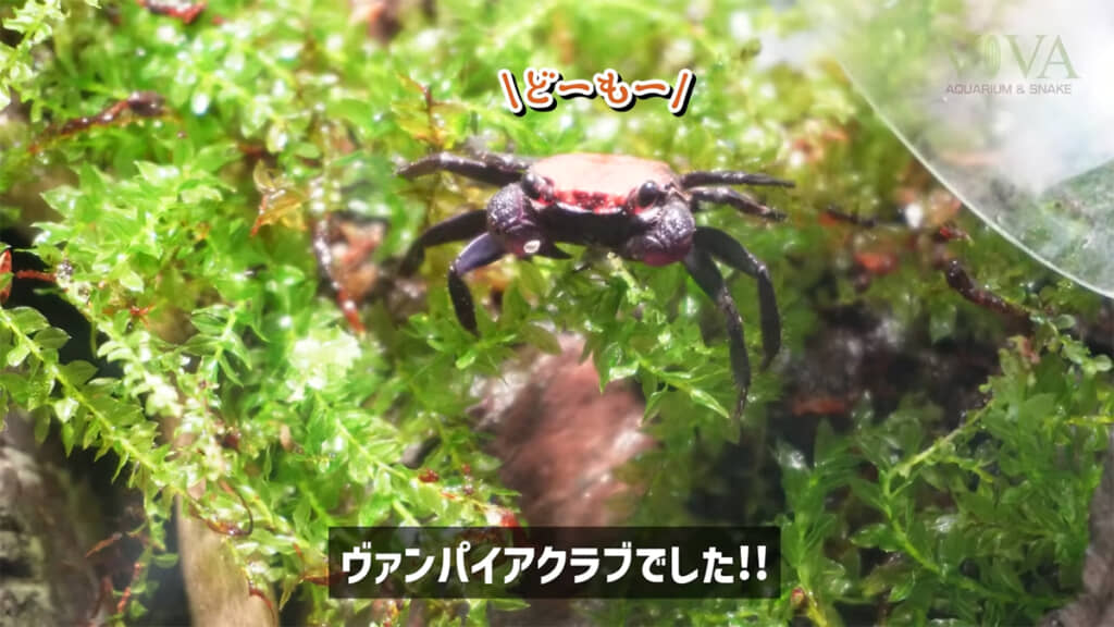 4匹のヴァンパイアクラブをお迎え